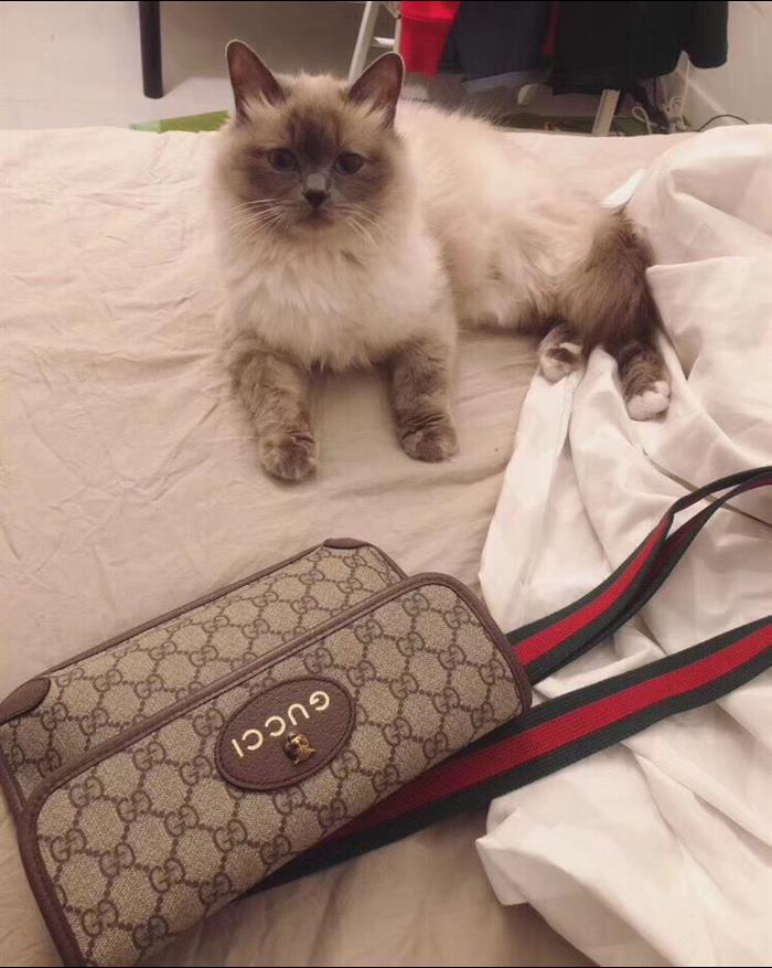 202529C493930N164017721